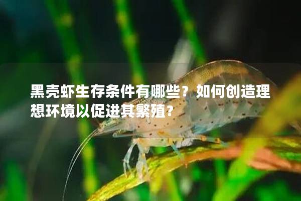 黑殼蝦生存條件有哪些？如何創造理想環境以促進其繁殖？